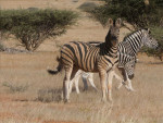 Eindelijk wat groter wild
